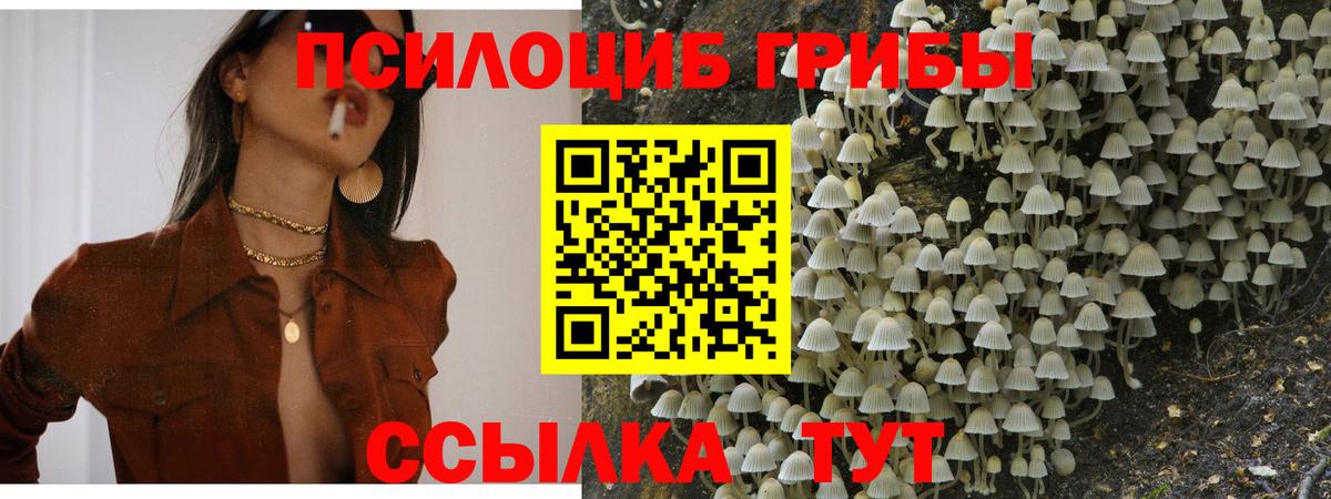 Галлюциногенные грибы GOLDEN TEACHER  Вход с VPN  Псилоцибиновые грибы прущие грибы  Курчалой 